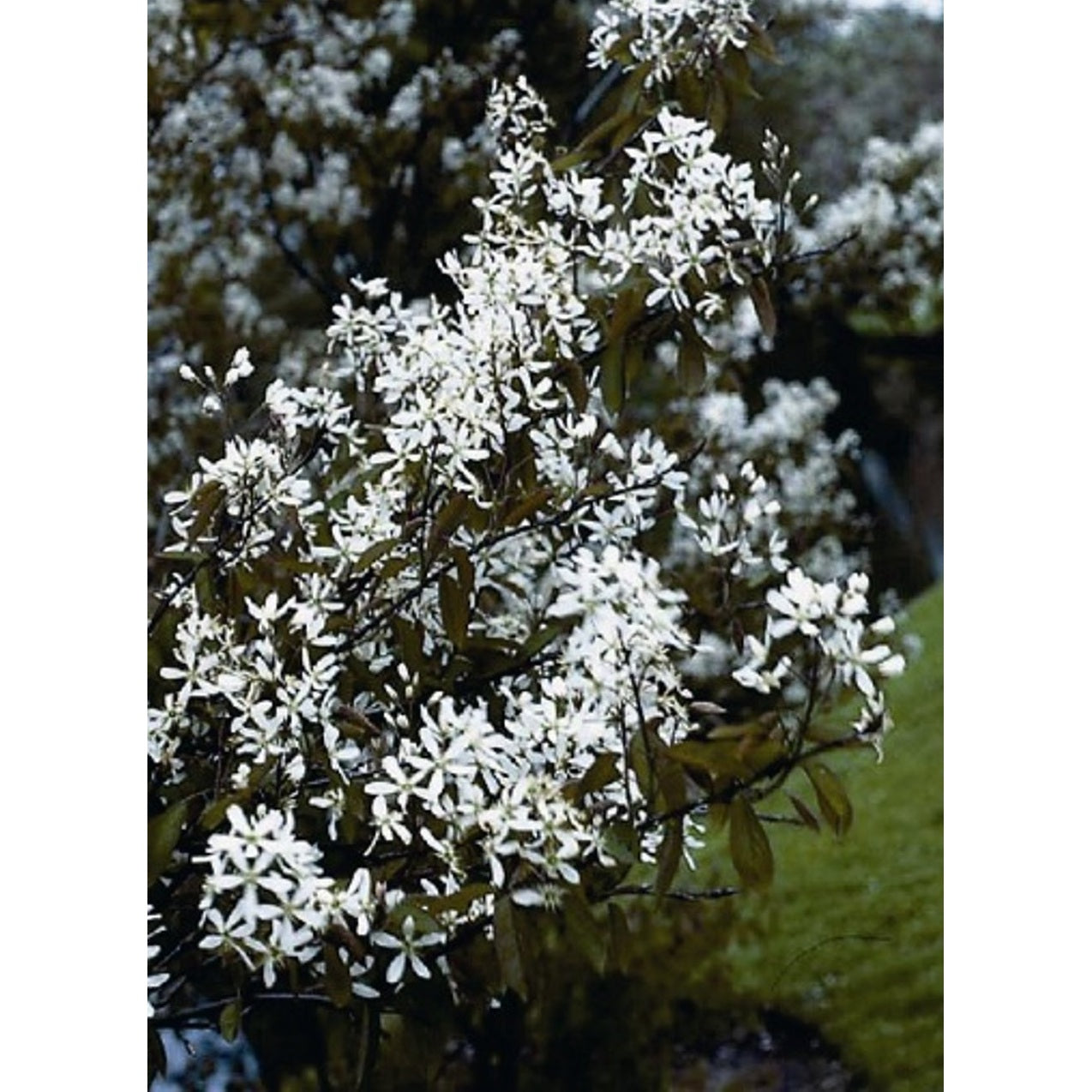 Häggmispel – Amelanchier arborea 'Robin Hill' - C20 6/8 150 CM Stem